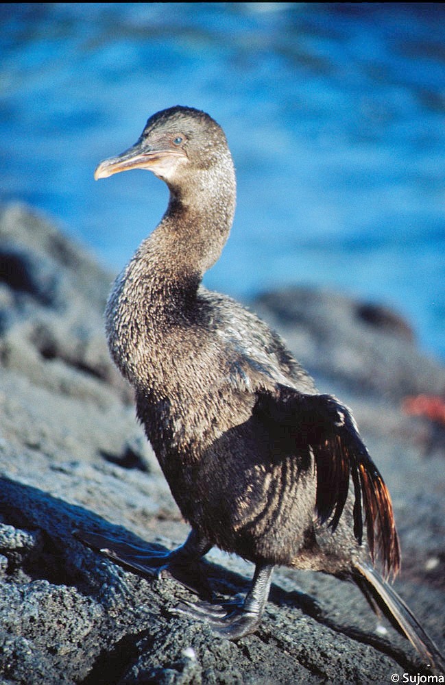 flugunfähiger Kormoran