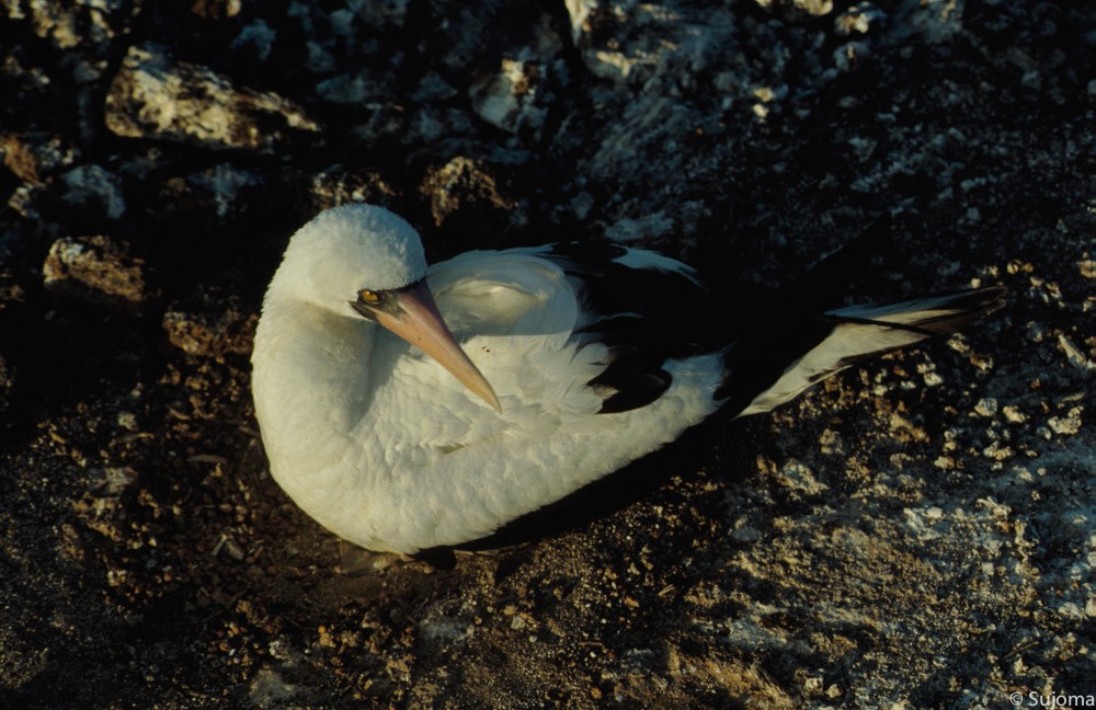 Nazcatölpel-Maskentölpel