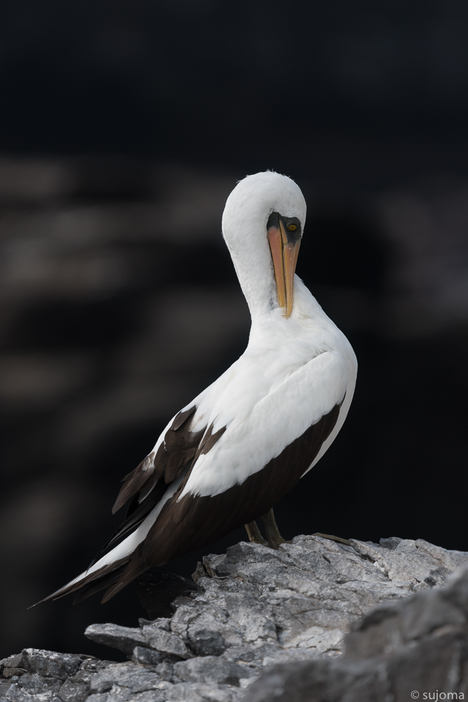 Nazcatölpel-Maskentölpel