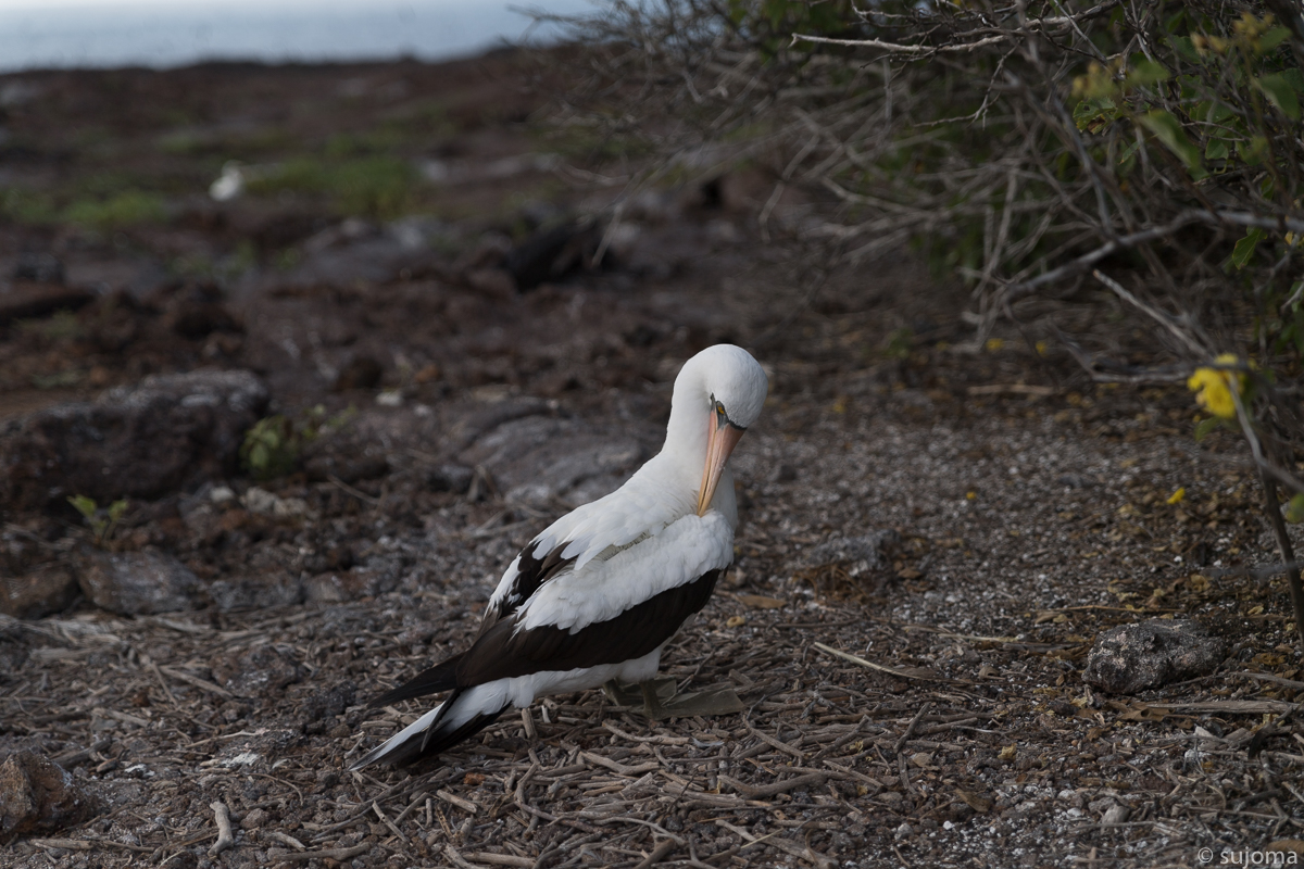 Nazcatölpel-Maskentölpel