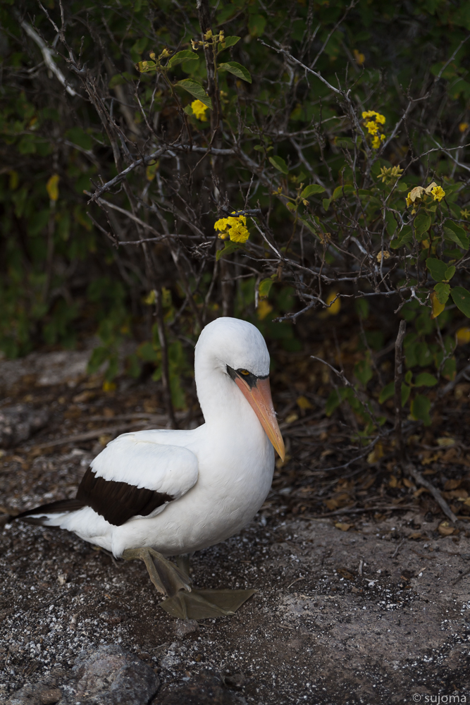 Nazcatölpel-Maskentölpel