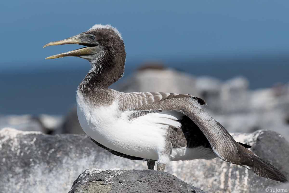 Nazcatölpel-Maskentölpel