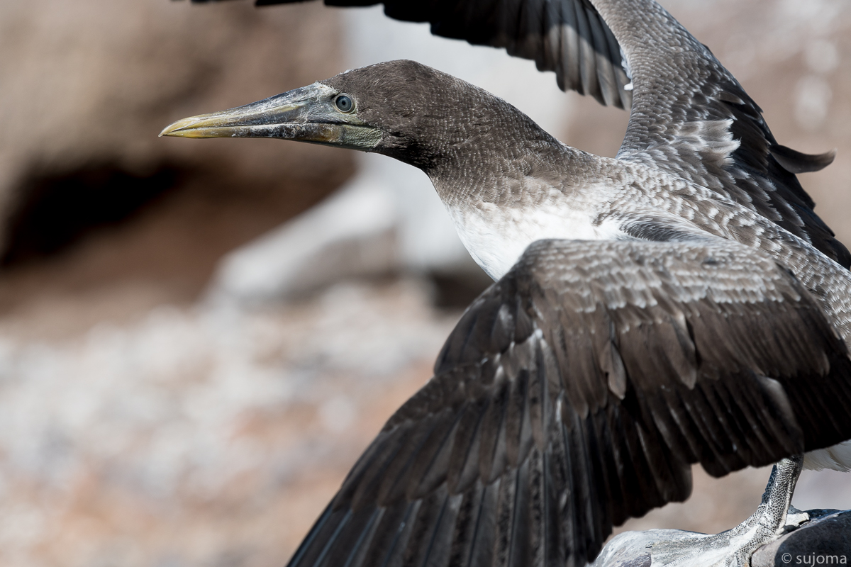 Nazcatölpel-Maskentölpel