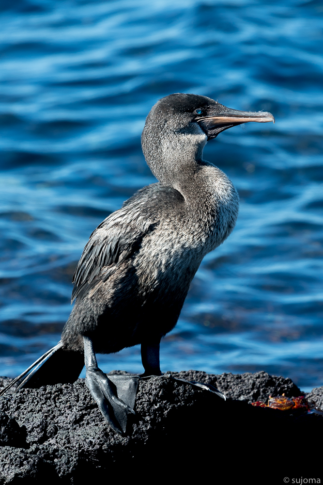 flugunfähiger Kormoran