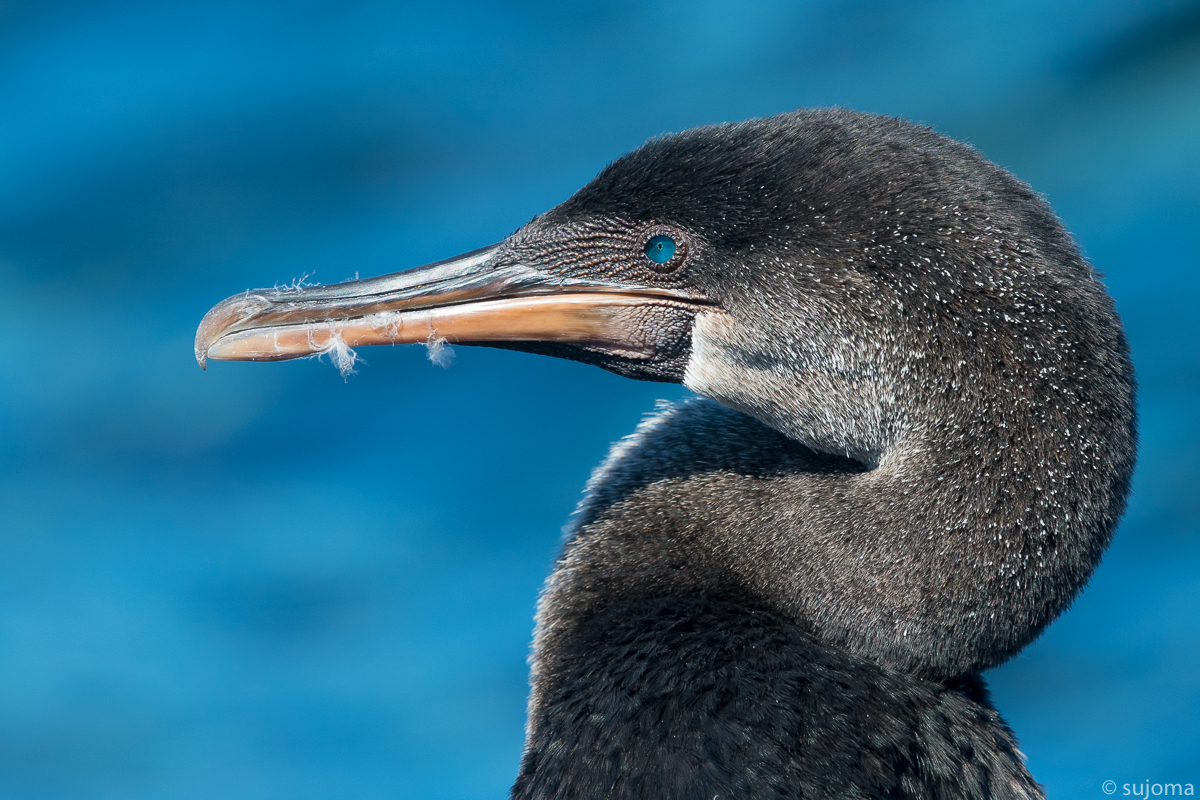 flugunfähiger Kormoran