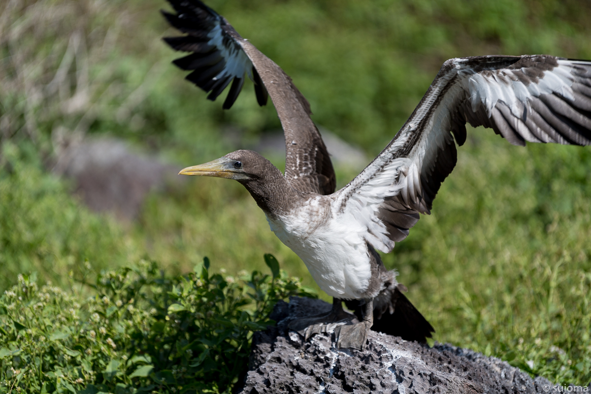 Nazcatölpel-Maskentölpel