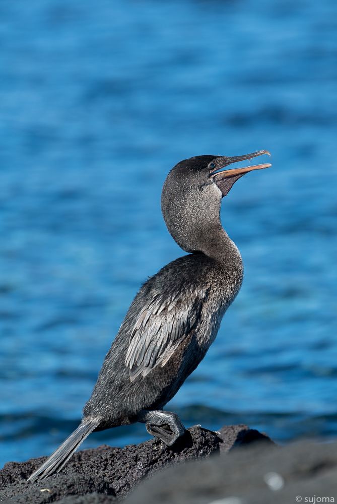 flugunfähiger Kormoran