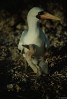 Nazcatölpel-Maskentölpel