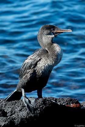 flugunfähiger Kormoran