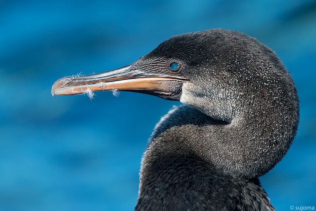 flugunfähiger Kormoran