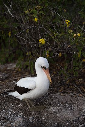 Nazcatölpel-Maskentölpel