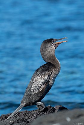 flugunfähiger Kormoran