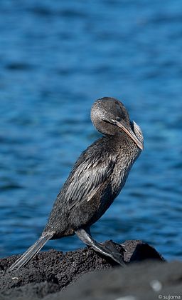 flugunfähiger Kormoran