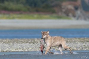 Wolf mit Lachs