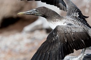 Nazcatölpel-Maskentölpel