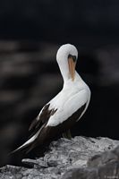 Nazcatölpel-Maskentölpel