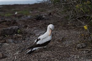 Nazcatölpel-Maskentölpel