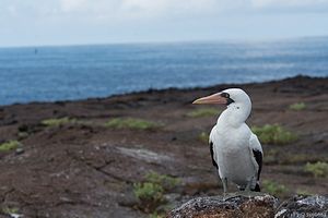 Nazcatölpel-Maskentölpel