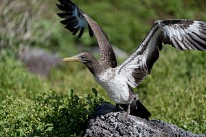 Nazcatölpel-Maskentölpel