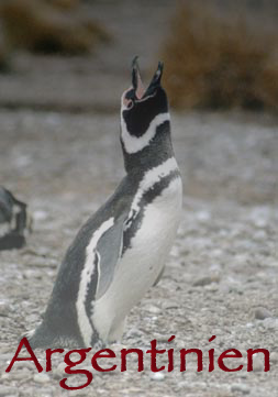 Naturfoto: Galerie mit Tier- und Landschaftsaufnahmen